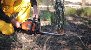 Best Lawn Renovation and Restoration  in Mount Ephraim, NJ