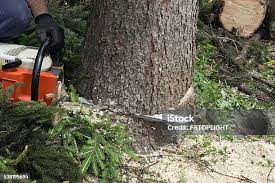 How Our Tree Care Process Works  in  Mount Ephraim, NJ