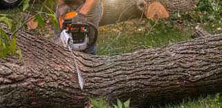 Trusted Mount Ephraim, NJ Tree Removal Experts
