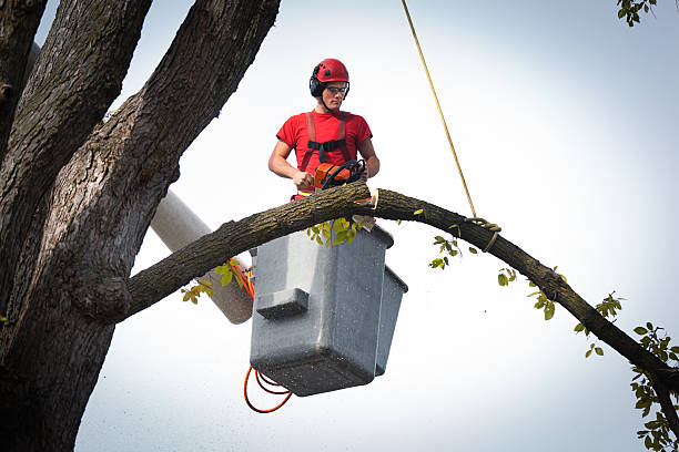 Best Tree Risk Assessment  in Mount Ephraim, NJ