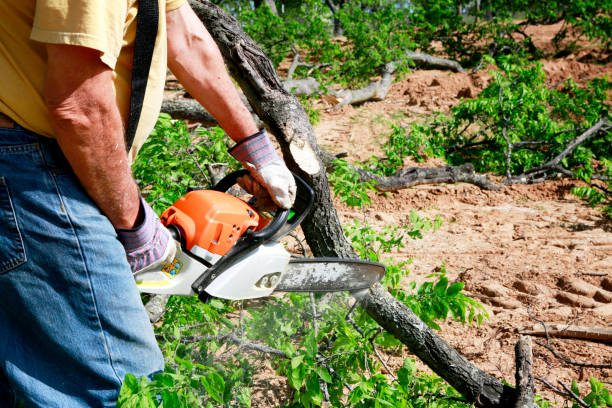 Best Tree Disease Treatment  in Mount Ephraim, NJ